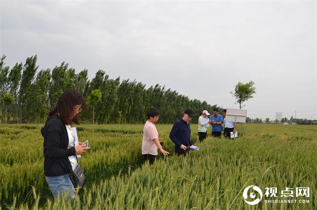 全国农技中心赵中华研究员一行来临渭区调研维大力小麦抗病试验示范