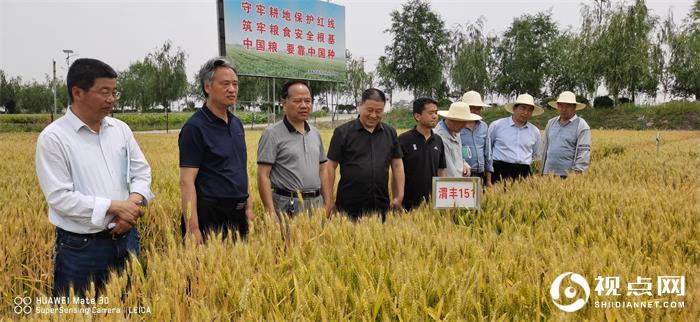 陕西省小麦品种审定委员会到临渭区农作物区域试验站检查指导工作