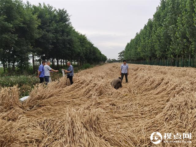 临渭区农技中心完成小麦试验示范收获取样工作