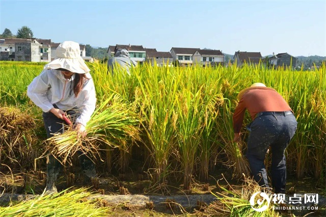 陕西西乡县堰口镇岳岭村学史力行用心为群众办实事