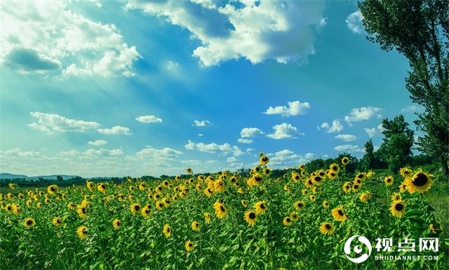 “一强三美”书写乡村振兴新画卷