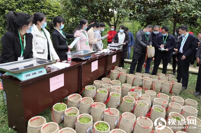 汉中市西乡县高川镇首届茶叶节成功举办