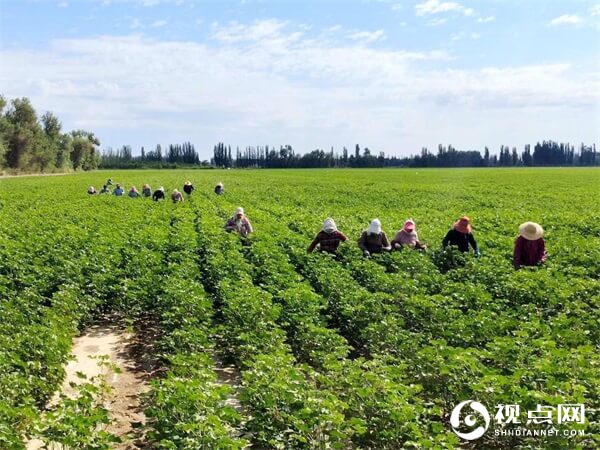 新疆：棉花打顶正当时 科学引领促丰收