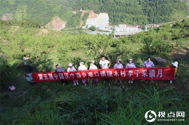 第五届中国西乡堰口镇檀木村李子采摘月启动仪式圆满举行