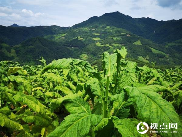 汉中市西乡县堰口镇大力发展烤烟产业助力乡村振兴