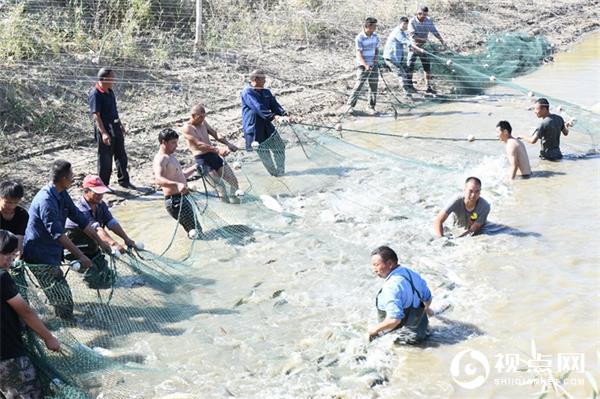 新疆生产建设兵团第一师三团：鱼塘喜迎丰收 社员喜上眉梢