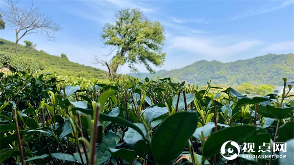 子洲县董家圪堵村：乡土历史文化与教育纪略