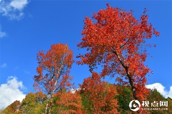 陕西西乡堰口镇双坪村成为午子山景区红叶观赏首选地