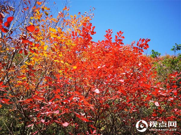 陕西西乡堰口镇双坪村成为午子山景区红叶观赏首选地