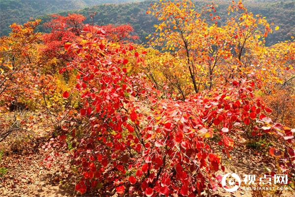 陕西西乡堰口镇双坪村成为午子山景区红叶观赏首选地