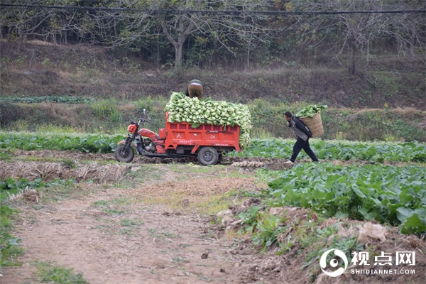 三台县灵兴镇花庙村青菜产业做大做强 助推乡村产业振兴