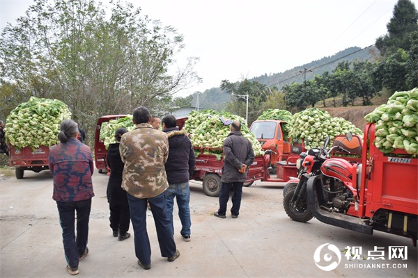 三台县灵兴镇花庙村青菜产业做大做强 助推乡村产业振兴