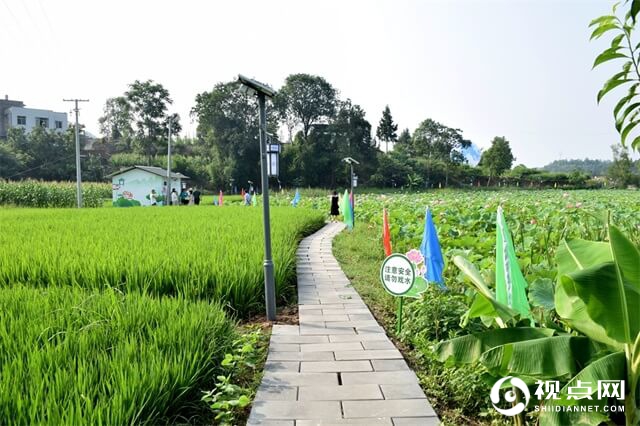 四川省三台县塔山镇野生荷花醉了水利新村